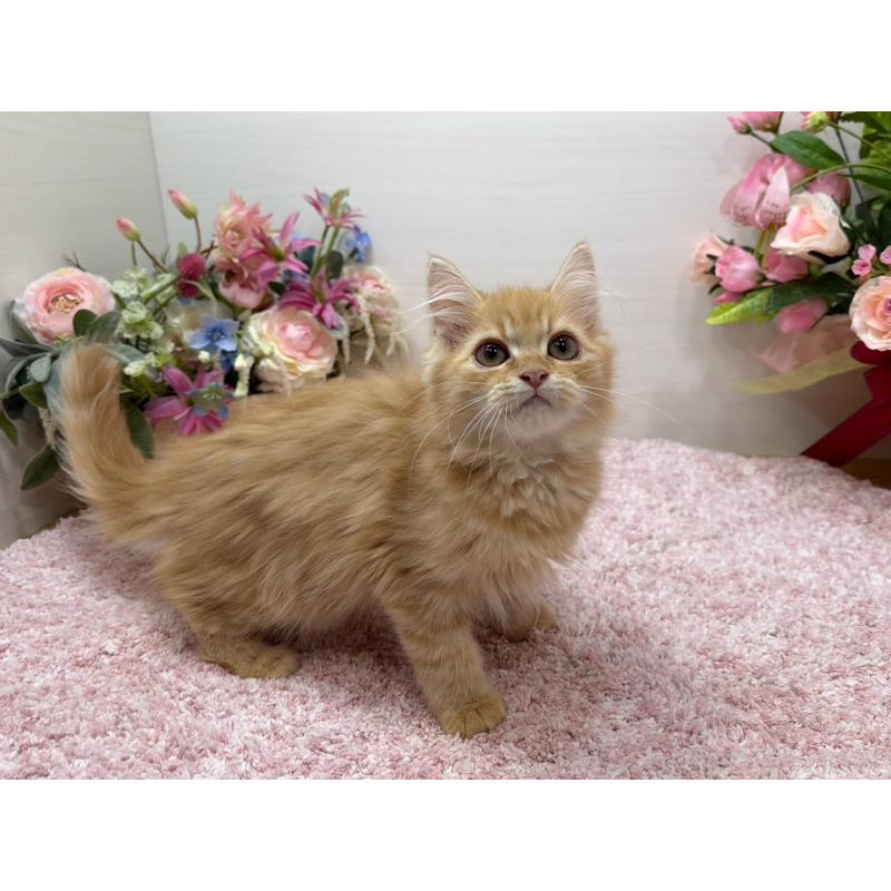 販売中の東京都のラガマフィン-134422の6枚目