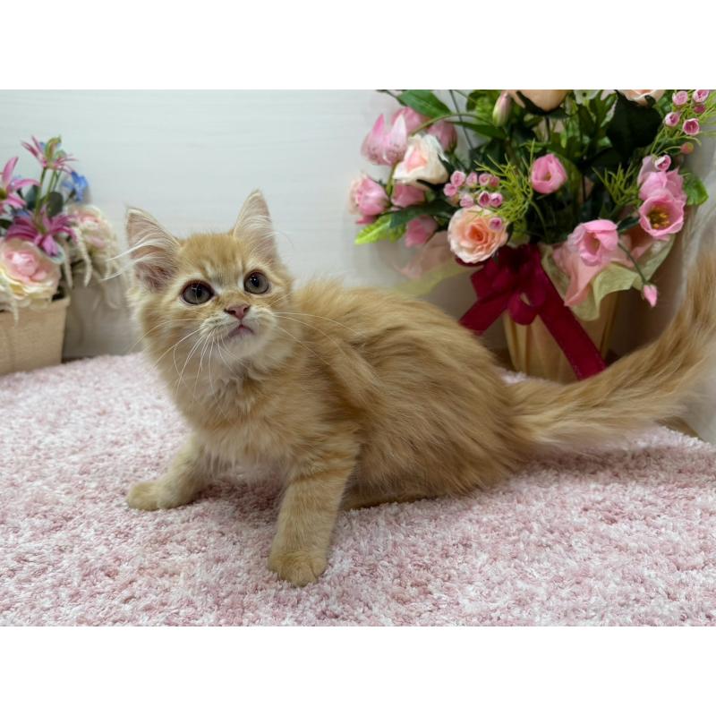 販売中の東京都のラガマフィン-134422の5枚目