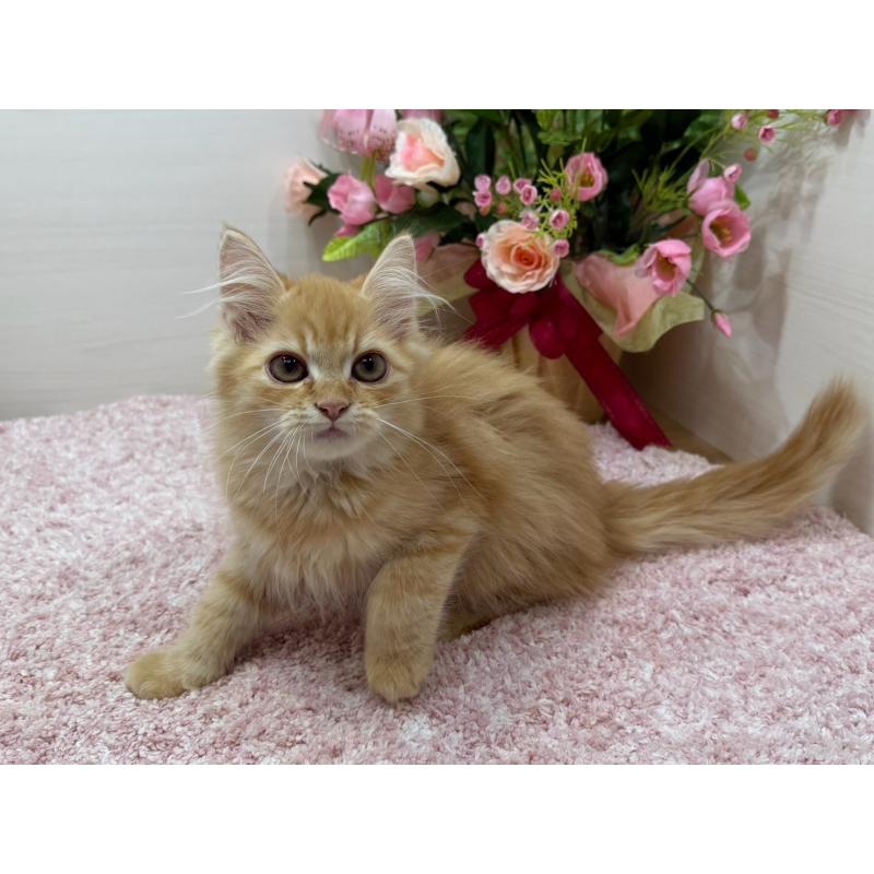 販売中の東京都のラガマフィン-134422の3枚目