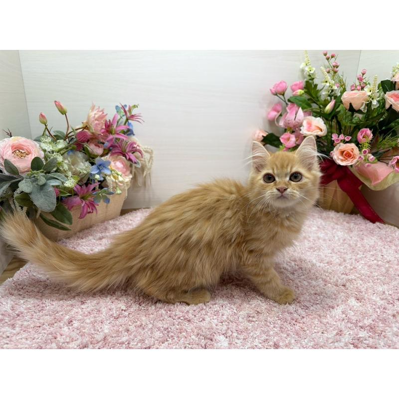 販売中の東京都のラガマフィン-134422の2枚目