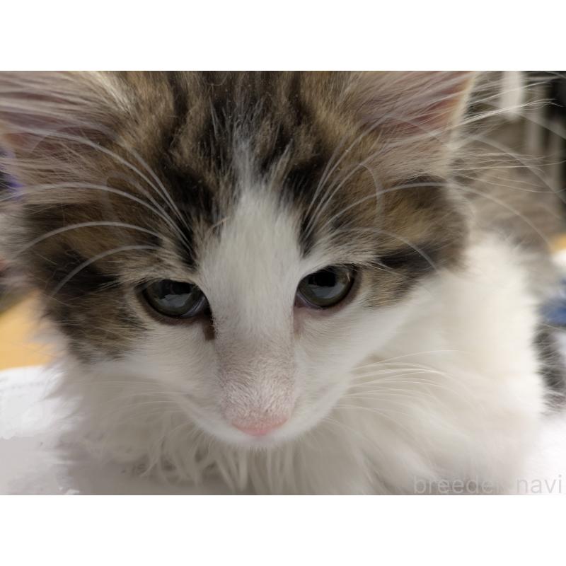 販売中の埼玉県のノルウェージャンフォレストキャット-134153の5枚目