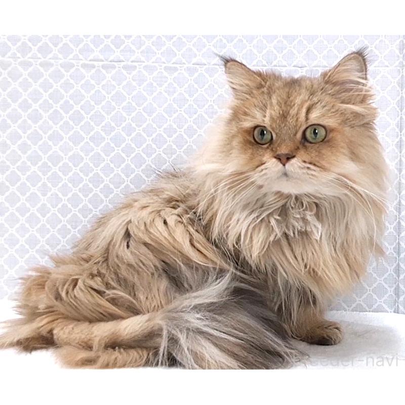 販売中の岐阜県のペルシャ(チンチラ)-133512の2枚目
