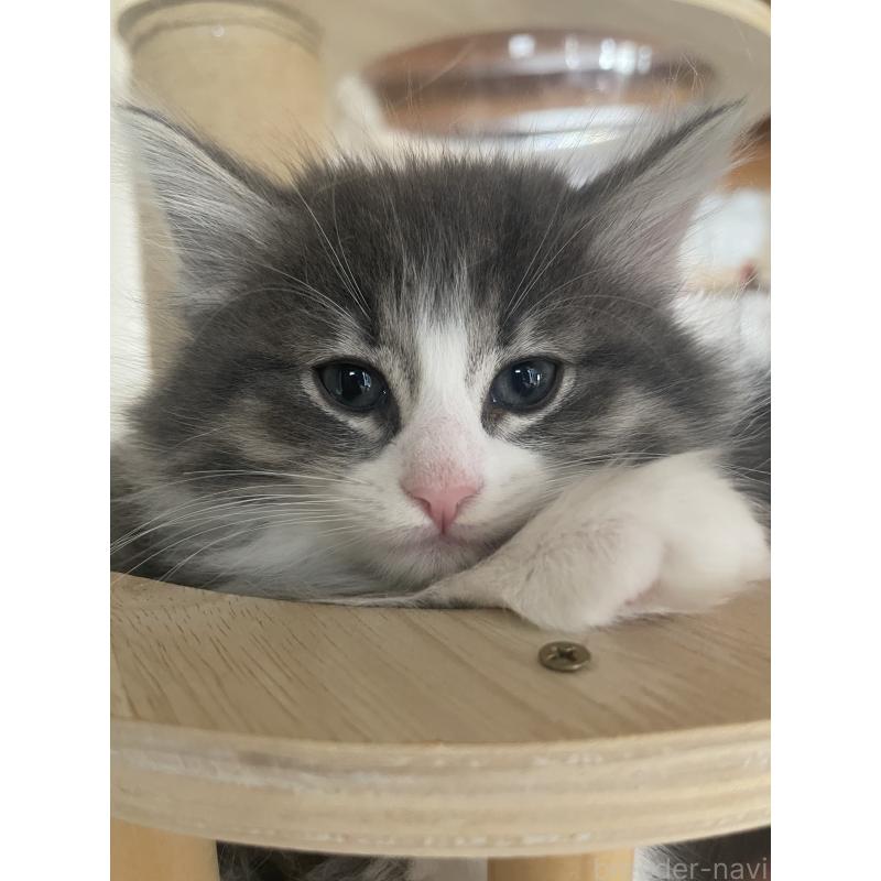 販売中の富山県のノルウェージャンフォレストキャット-134040の2枚目