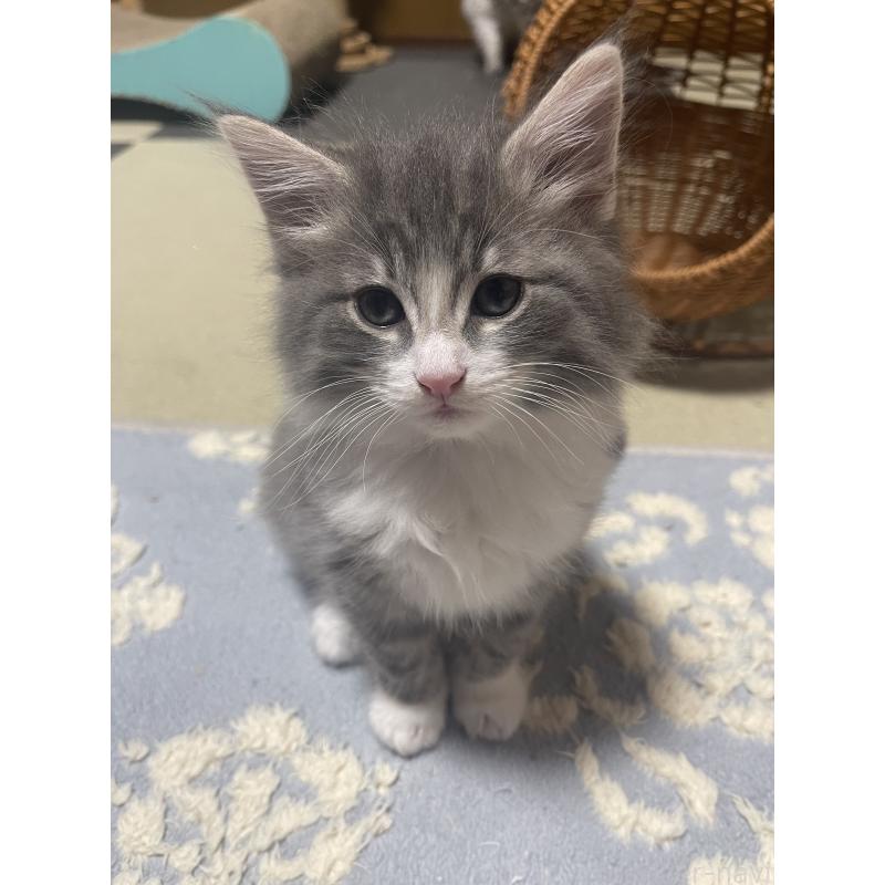 販売中の富山県のノルウェージャンフォレストキャット-134036の12枚目