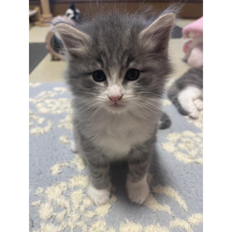 販売中の富山県のノルウェージャンフォレストキャット-134036の10枚目