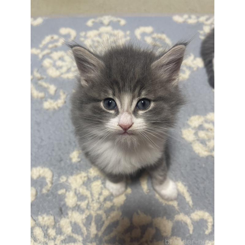 販売中の富山県のノルウェージャンフォレストキャット-134036の9枚目