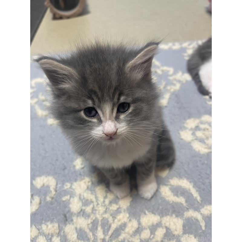 販売中の富山県のノルウェージャンフォレストキャット-134036の8枚目