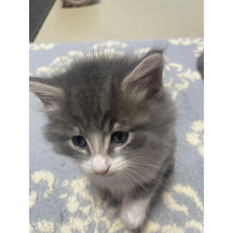 販売中の富山県のノルウェージャンフォレストキャット-134036の7枚目