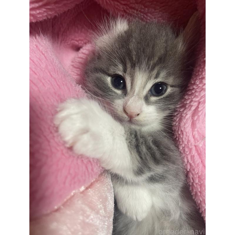 販売中の富山県のノルウェージャンフォレストキャット-134036の6枚目