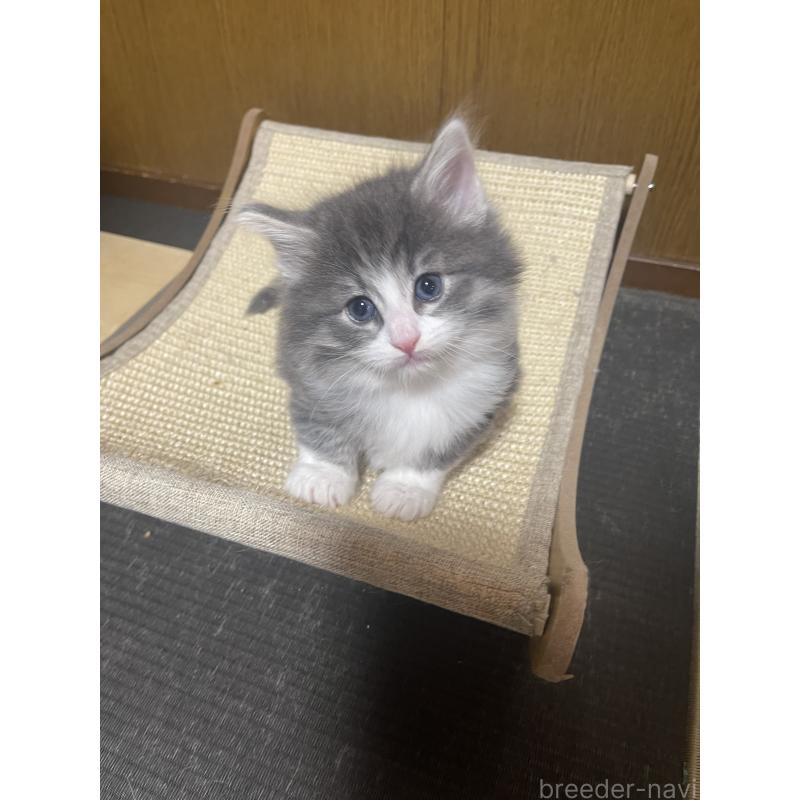 販売中の富山県のノルウェージャンフォレストキャット-134036の5枚目