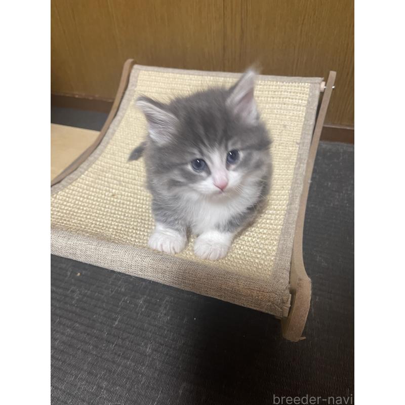 販売中の富山県のノルウェージャンフォレストキャット-134036の4枚目