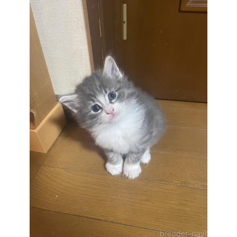 販売中の富山県のノルウェージャンフォレストキャット-134036の2枚目