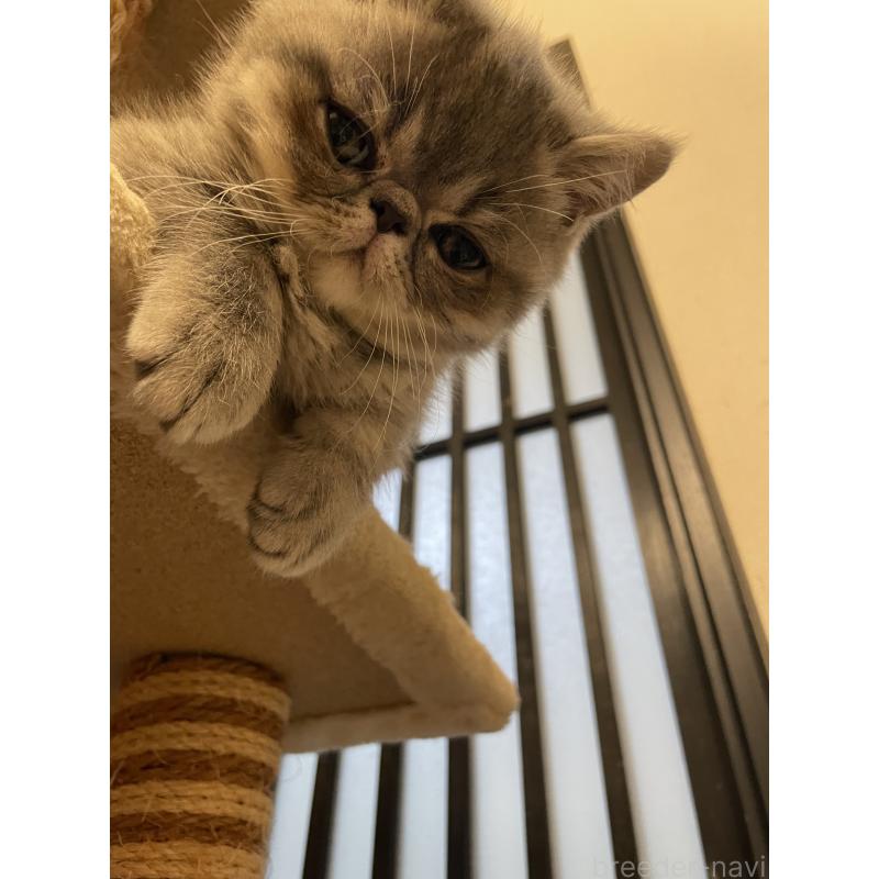 成約済の京都府のエキゾチックショートヘア-134905の5枚目