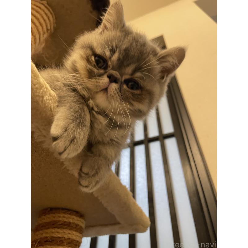 成約済の京都府のエキゾチックショートヘア-134905の4枚目