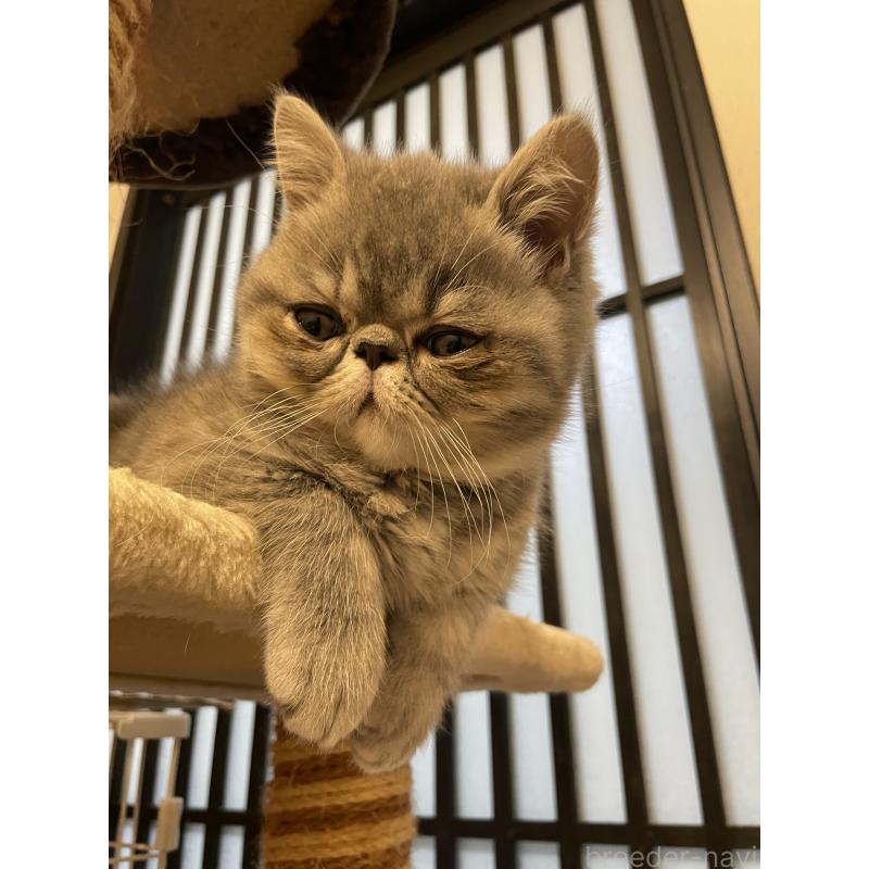 成約済の京都府のエキゾチックショートヘア-134905の3枚目