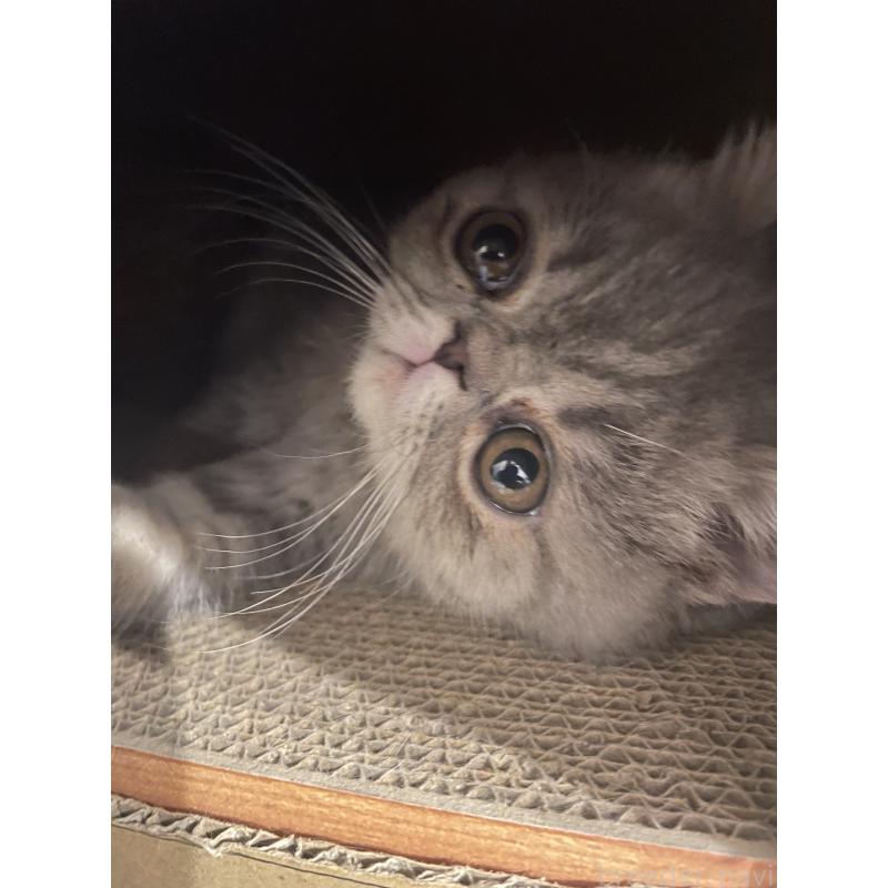 販売中の京都府のエキゾチックショートヘア-136087の8枚目