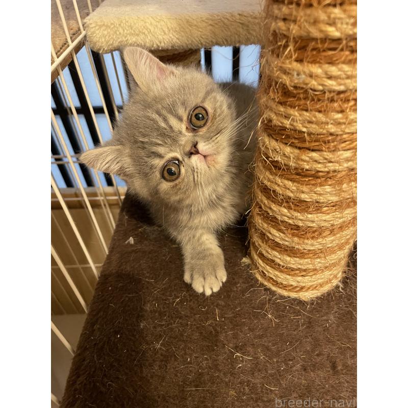 販売中の京都府のエキゾチックショートヘア-136087の7枚目