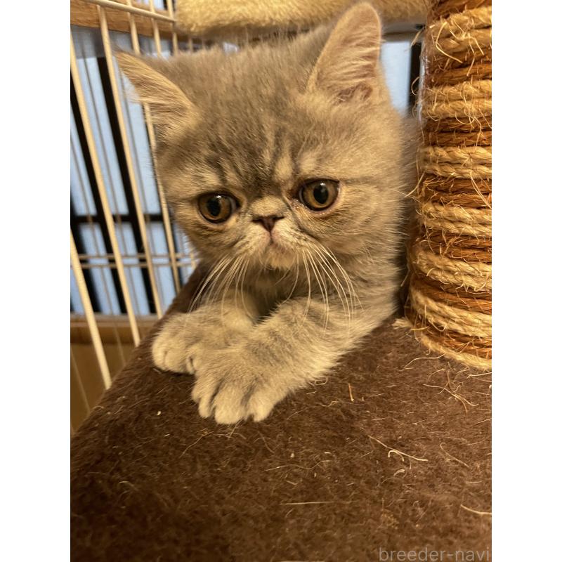 販売中の京都府のエキゾチックショートヘア-136087の6枚目