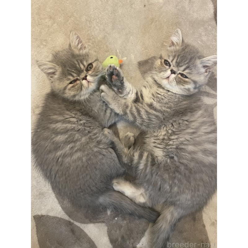 販売中の京都府のエキゾチックショートヘア-136087の4枚目