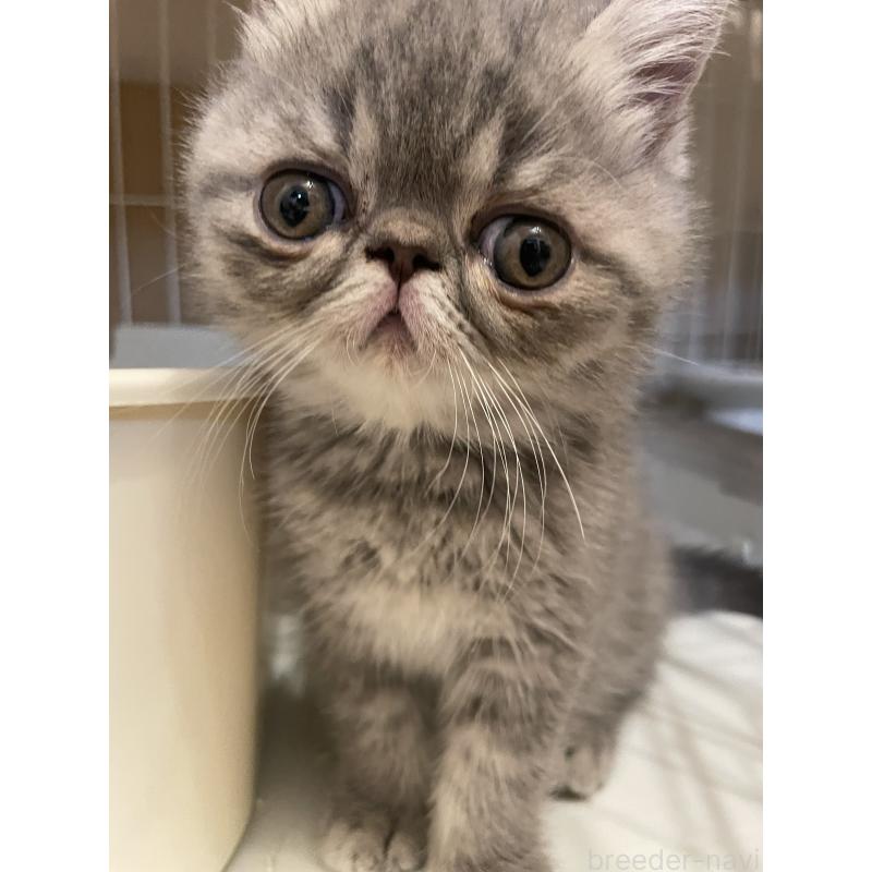 販売中の京都府のエキゾチックショートヘア-136087の2枚目