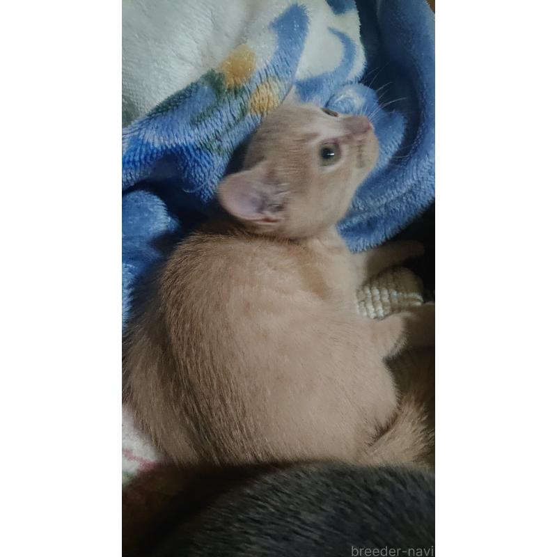 販売中の兵庫県のスコティッシュフォールド-136088の3枚目