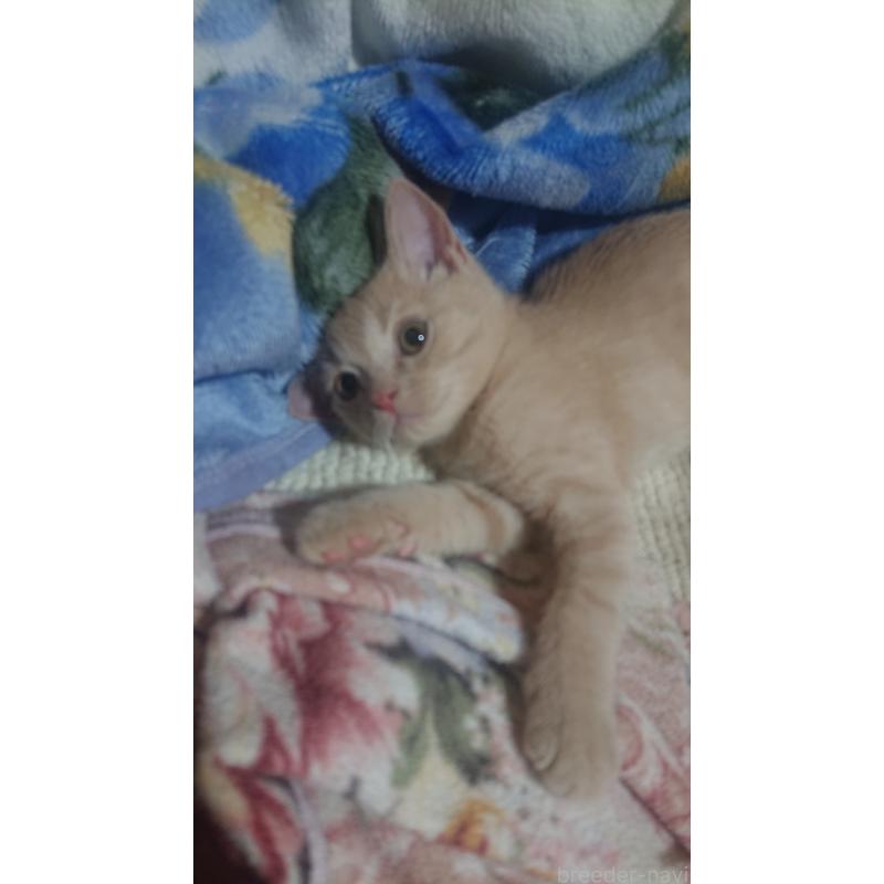 販売中の兵庫県のスコティッシュフォールド-136088の2枚目