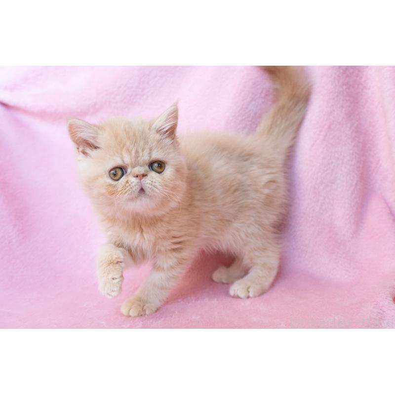 販売中の神奈川県のエキゾチックショートヘア-132295の25枚目