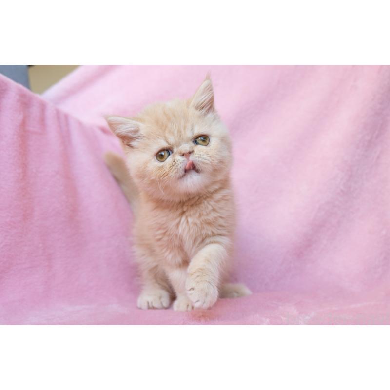 販売中の神奈川県のエキゾチックショートヘア-132295の24枚目