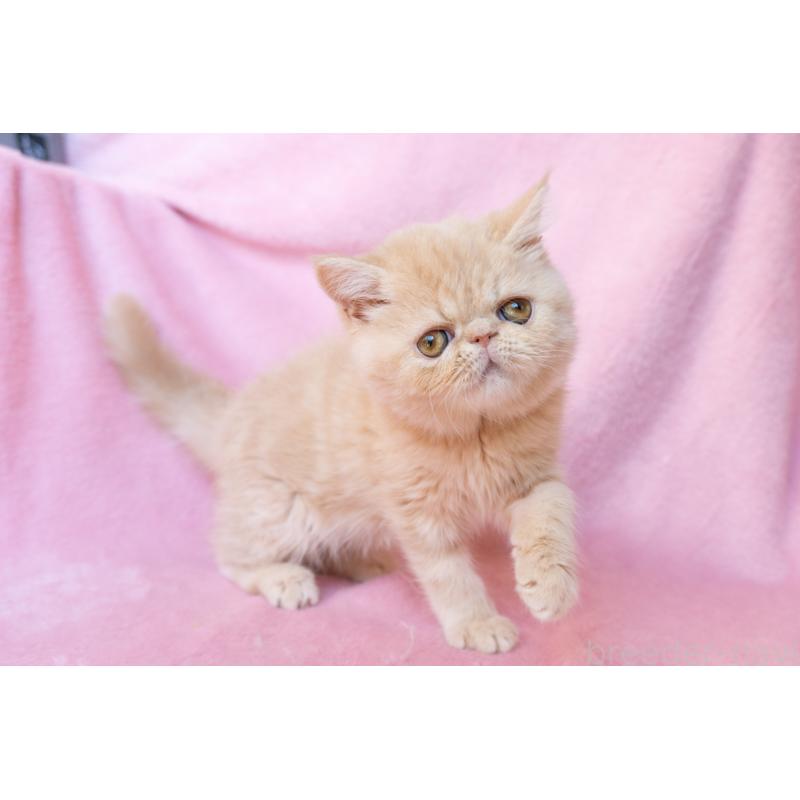 販売中の神奈川県のエキゾチックショートヘア-132295の23枚目