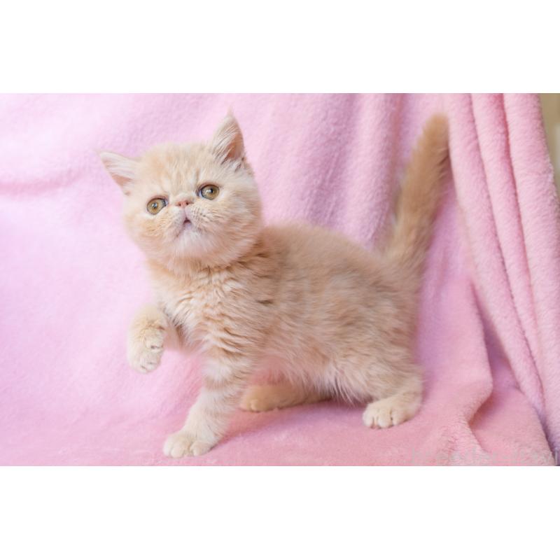 販売中の神奈川県のエキゾチックショートヘア-132295の22枚目