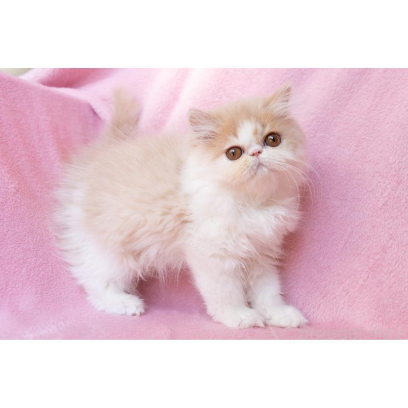 販売中の神奈川県のエキゾチックロングヘア-132299の20枚目