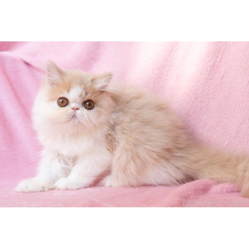 販売中の神奈川県のエキゾチックロングヘア-132299の19枚目