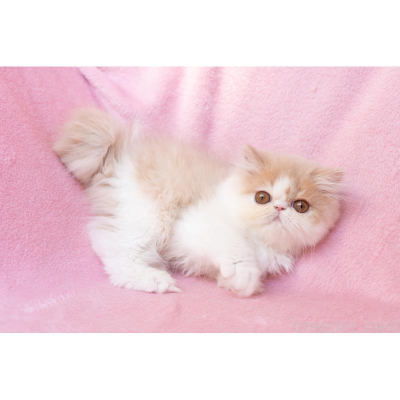 販売中の神奈川県のエキゾチックロングヘア-132299の18枚目