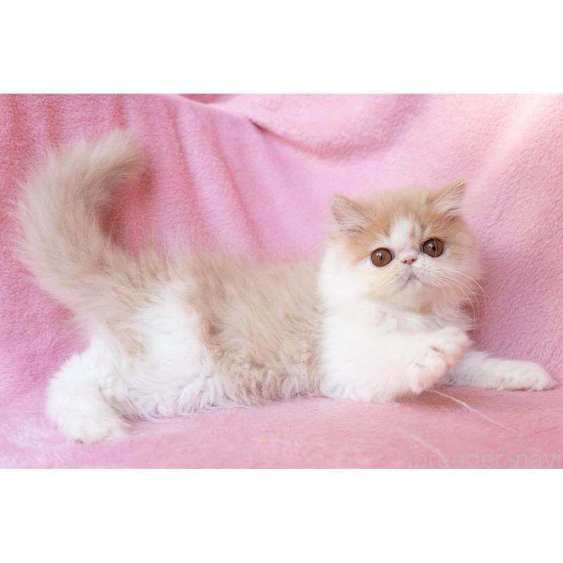 販売中の神奈川県のエキゾチックロングヘア-132299の17枚目