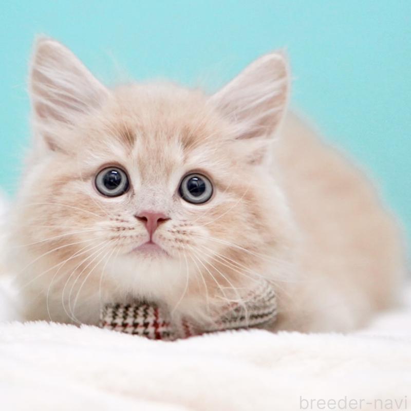 販売中の東京都のサイベリアン-133714の1枚目