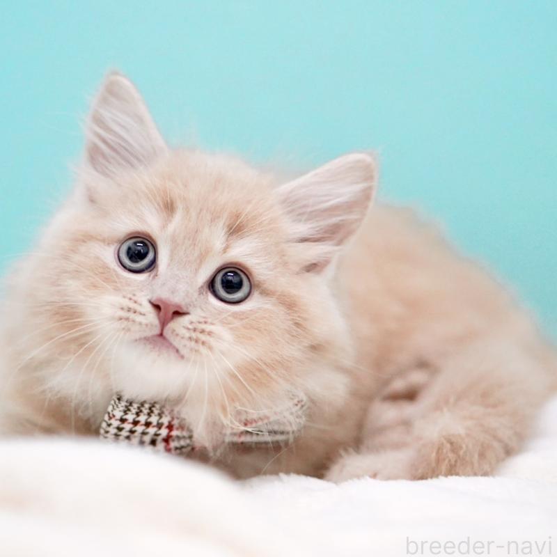 販売中の東京都のサイベリアン-133714の15枚目