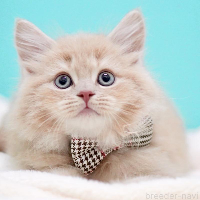 販売中の東京都のサイベリアン-133714の14枚目