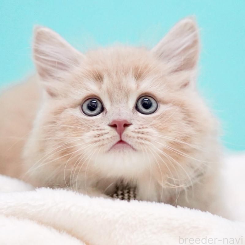 販売中の東京都のサイベリアン-133714の13枚目