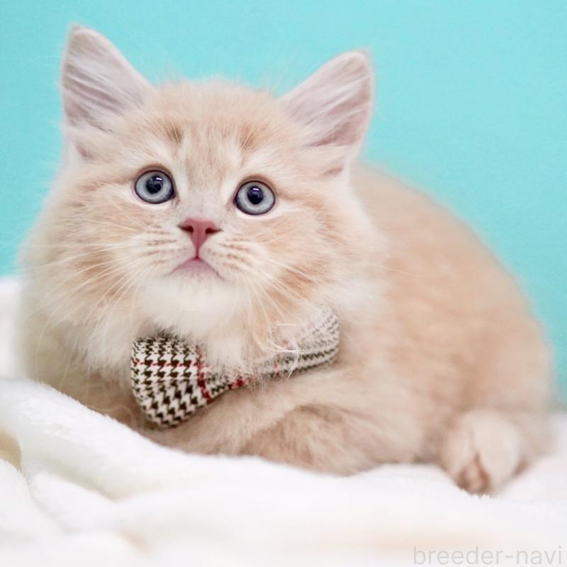 販売中の東京都のサイベリアン-133714の12枚目