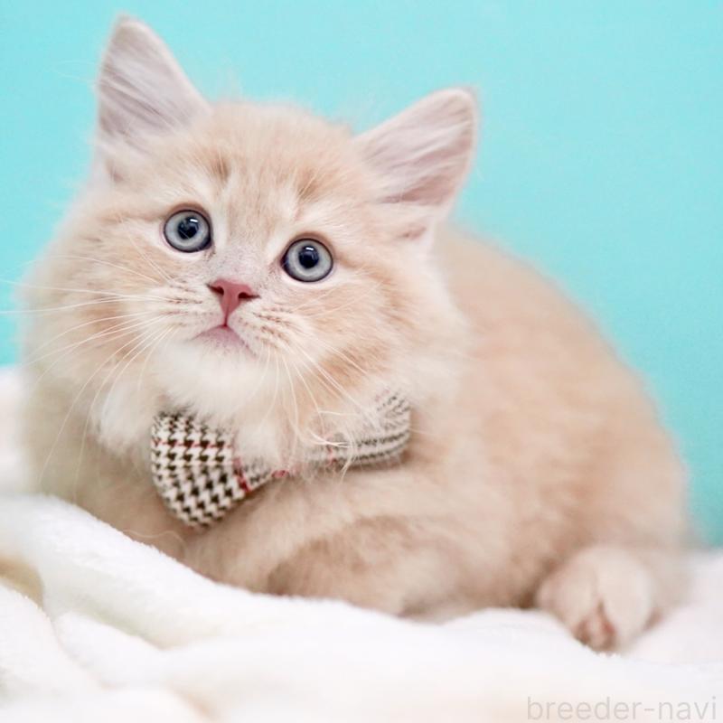 販売中の東京都のサイベリアン-133714の11枚目