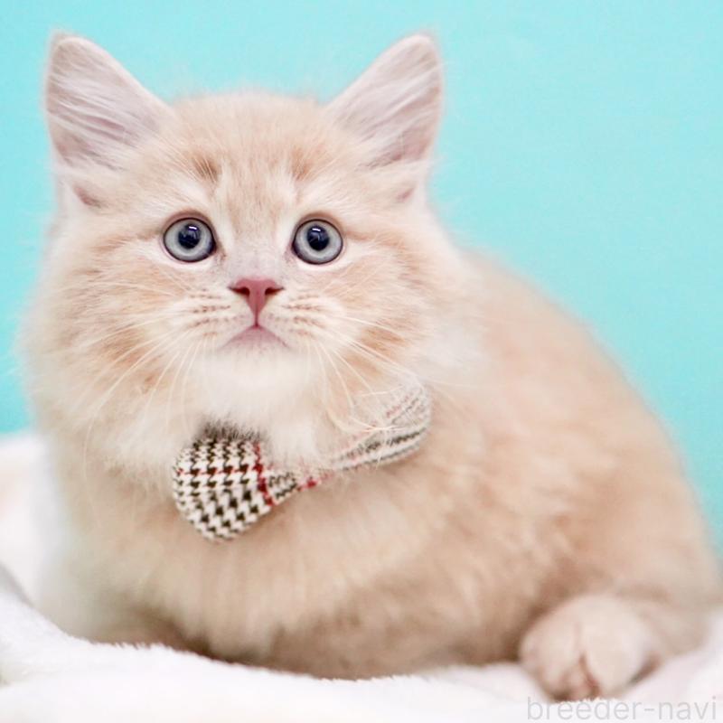 販売中の東京都のサイベリアン-133714の10枚目