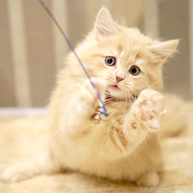 販売中の東京都のサイベリアン-133714の9枚目