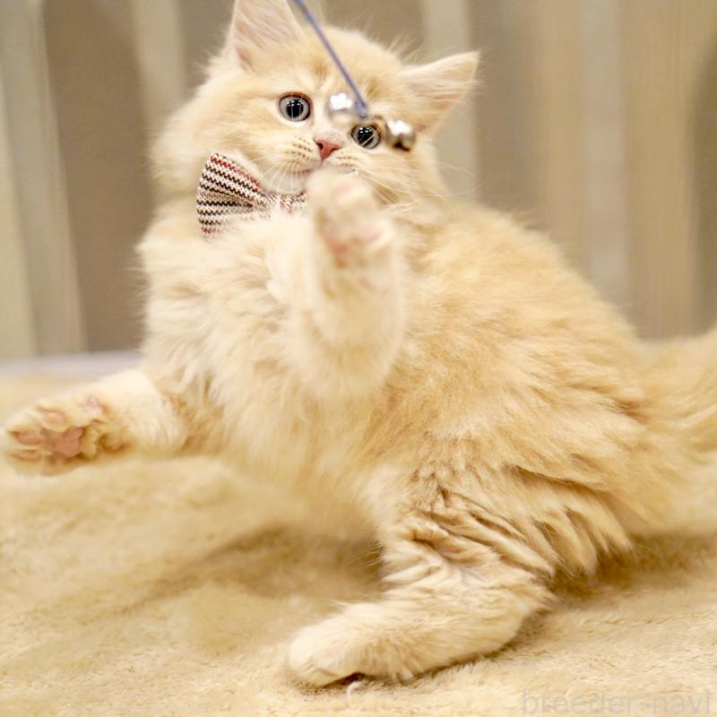 販売中の東京都のサイベリアン-133714の8枚目