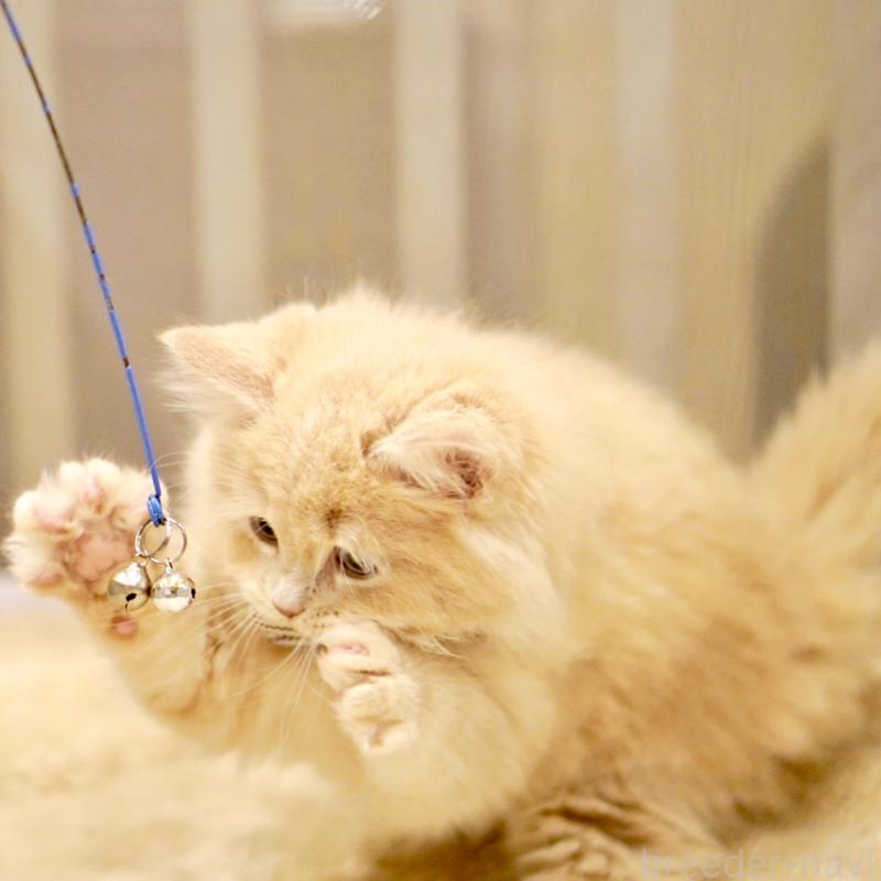 販売中の東京都のサイベリアン-133714の7枚目