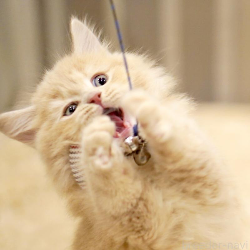 販売中の東京都のサイベリアン-133714の6枚目