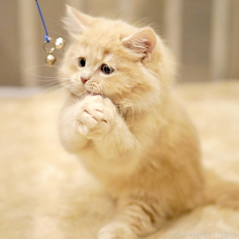 販売中の東京都のサイベリアン-133714の5枚目