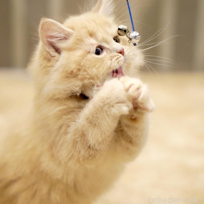 販売中の東京都のサイベリアン-133714の4枚目