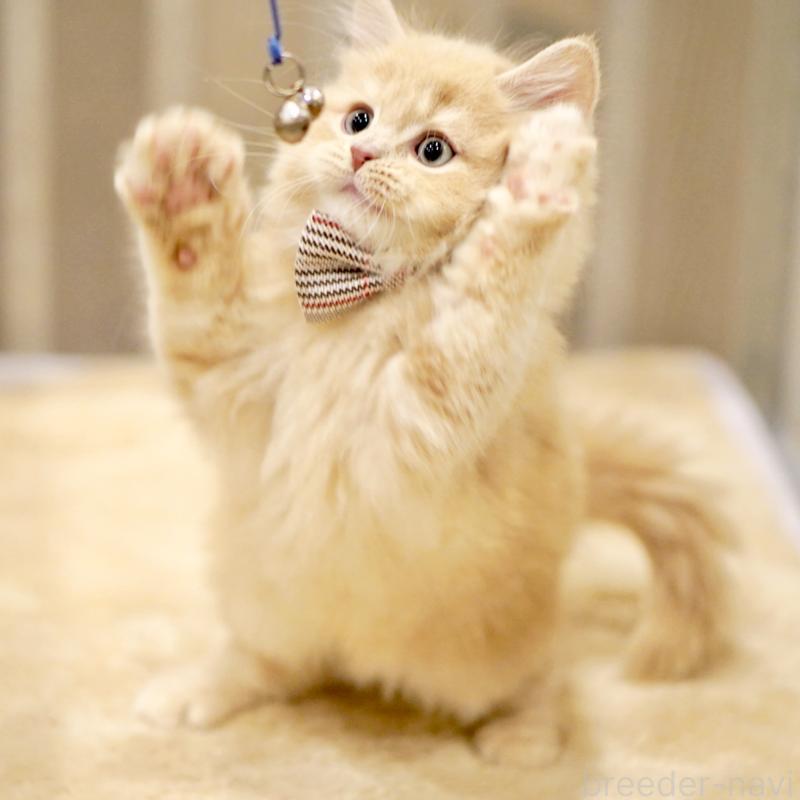 販売中の東京都のサイベリアン-133714の3枚目