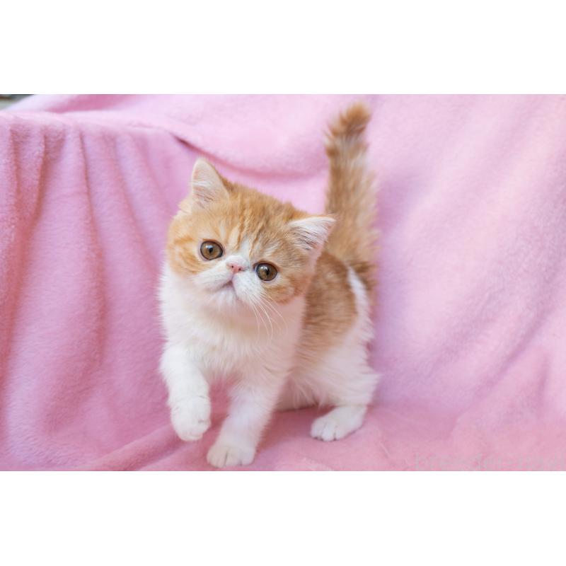 販売中の神奈川県のエキゾチックショートヘア-132300の24枚目