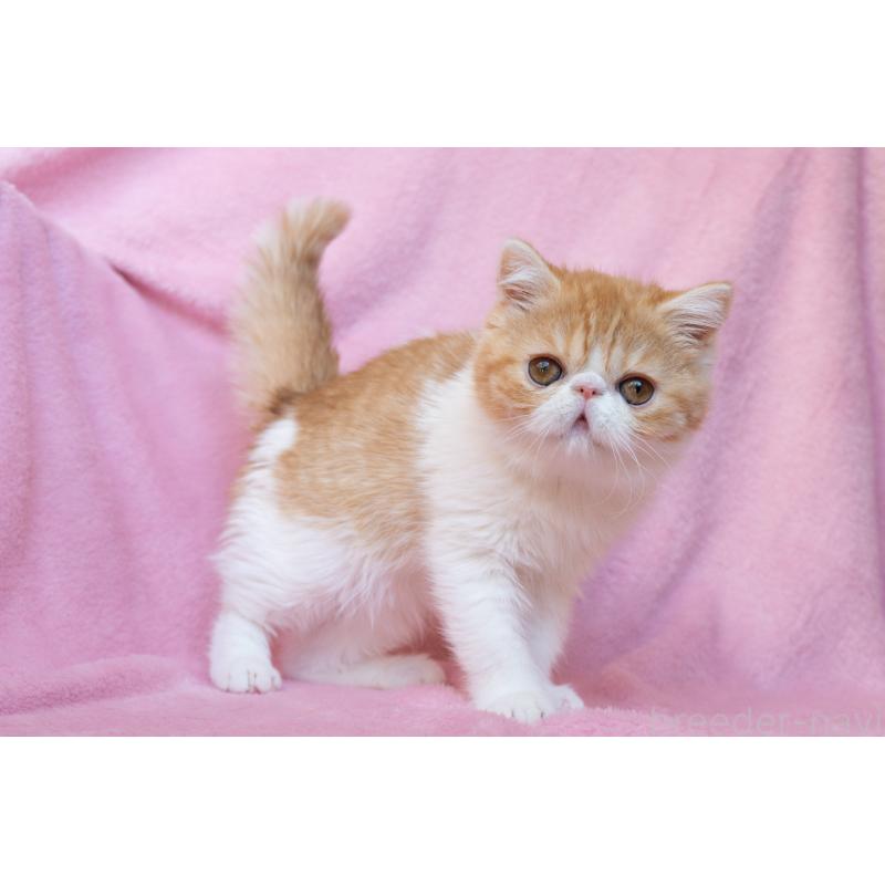 販売中の神奈川県のエキゾチックショートヘア-132300の23枚目